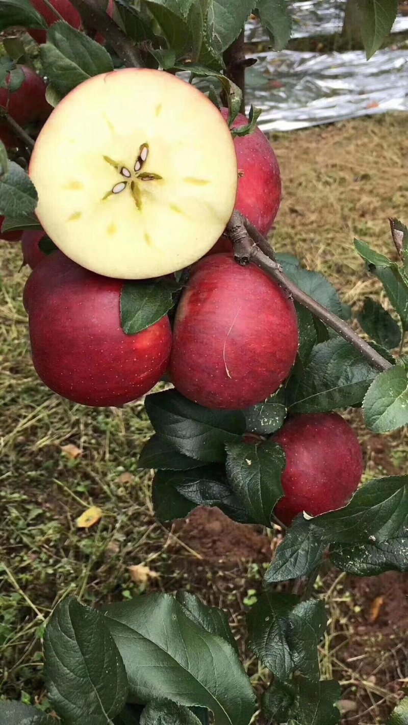 大凉山丑苹果带箱10斤35元