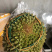 马来西亚猫山王榴莲（液氮榴莲）