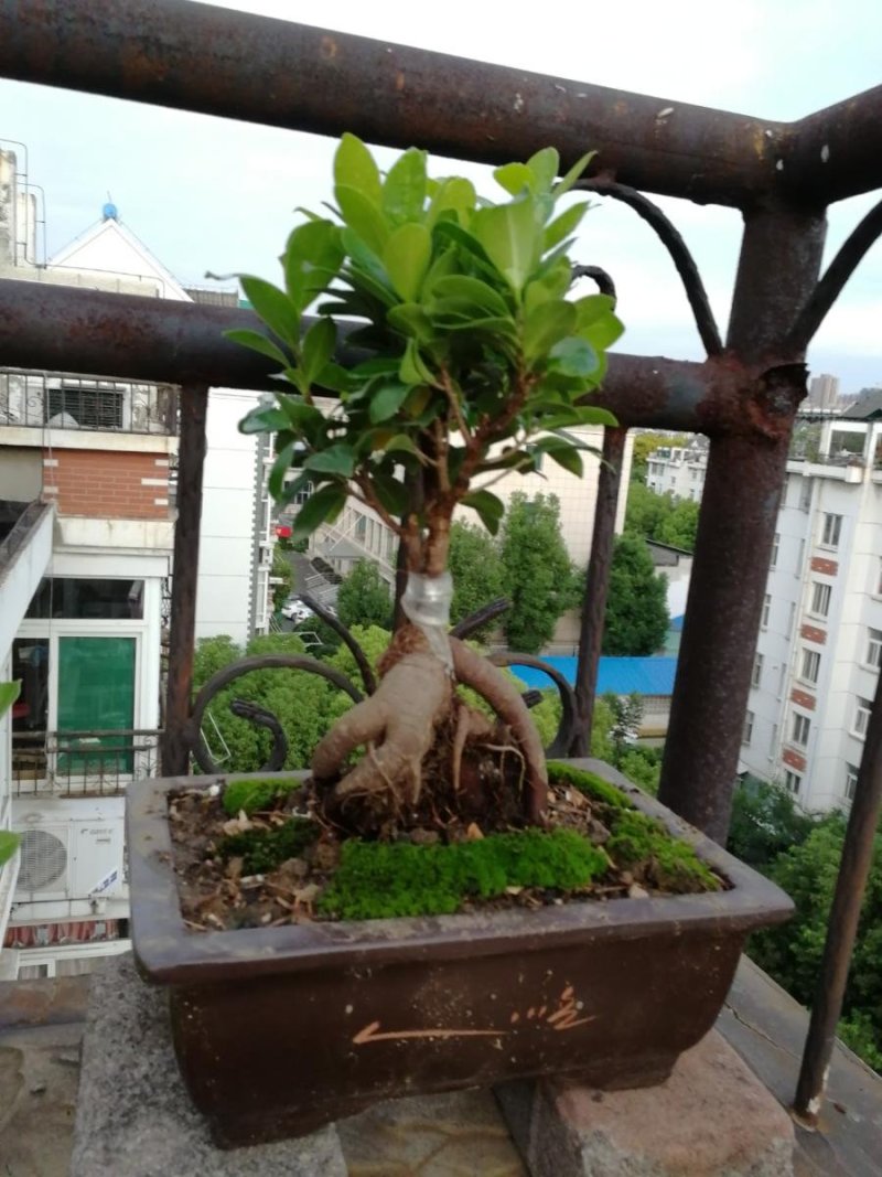 榕树苗大量出售，现在都已嫁接好了
