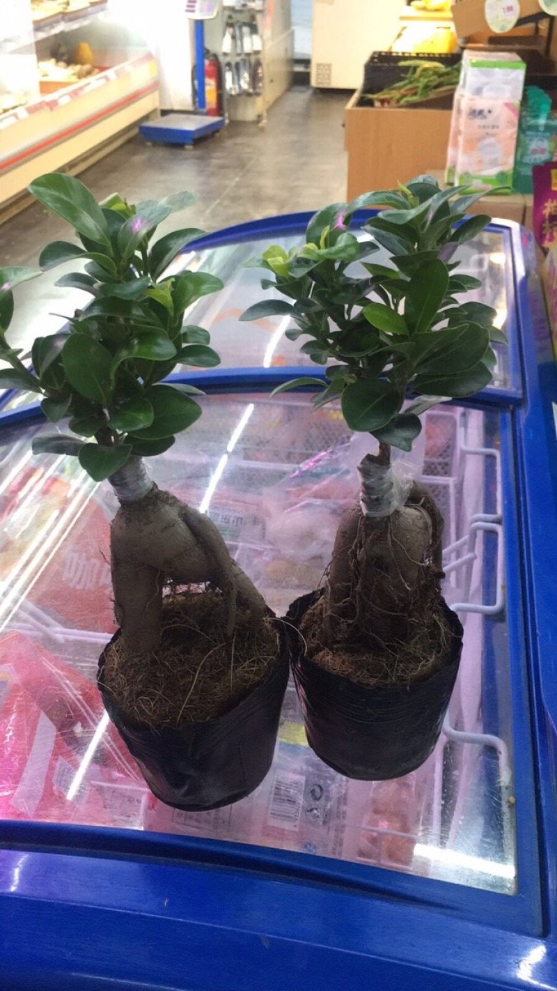 榕树苗大量出售，现在都已嫁接好了
