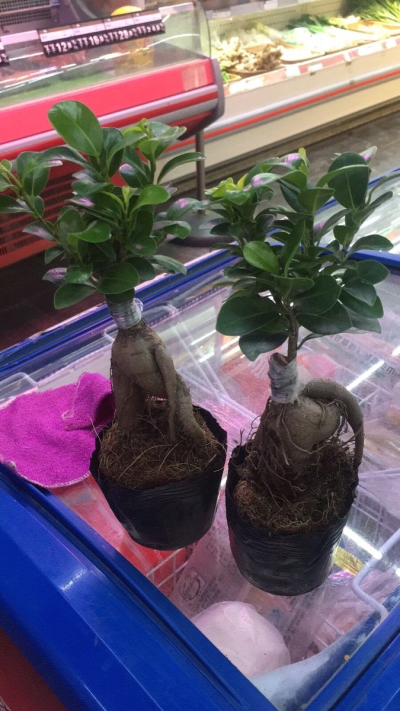 榕树苗大量出售，现在都已嫁接好了