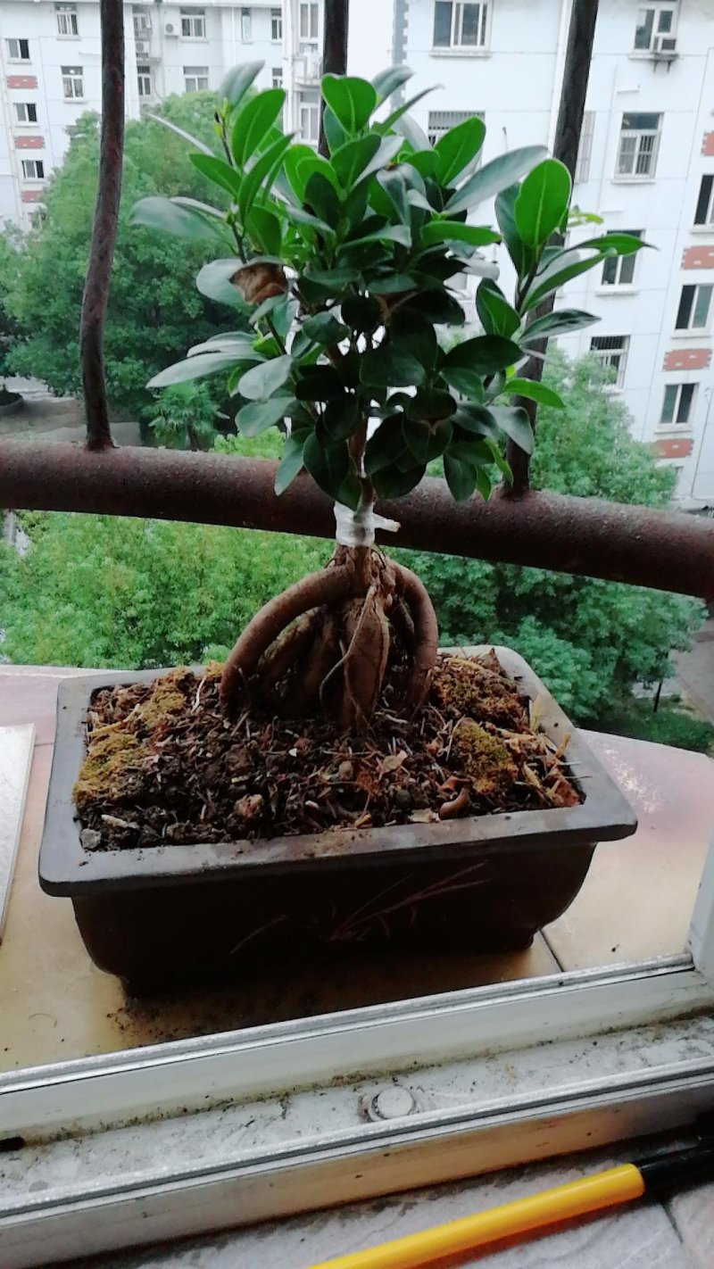 榕树苗大量出售，现在都已嫁接好了