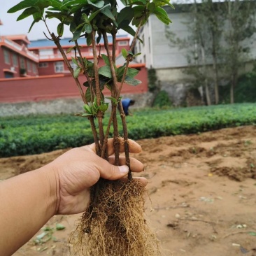 金银花苗苗圃直销，包成活率，低价出售，苗圃直销