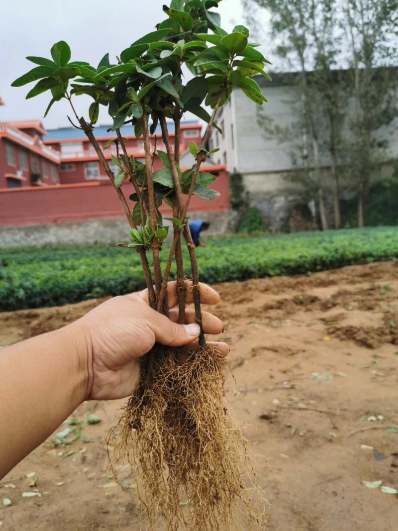 金银花苗苗圃直销，包成活率，低价出售，苗圃直销