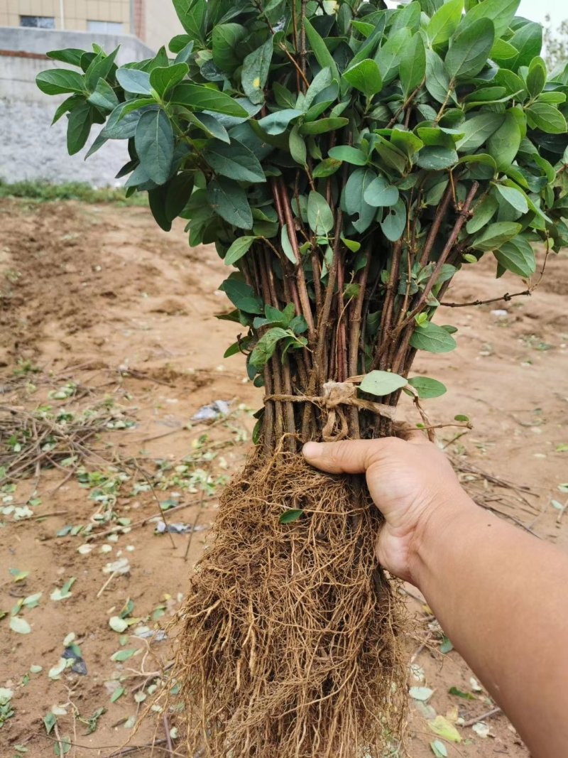 金银花苗苗圃直销，包成活率，低价出售，苗圃直销