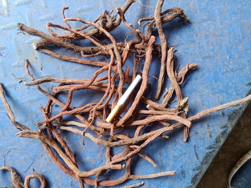 丹参山东高含量丹参，统货，统条，大条货，