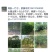 青桐