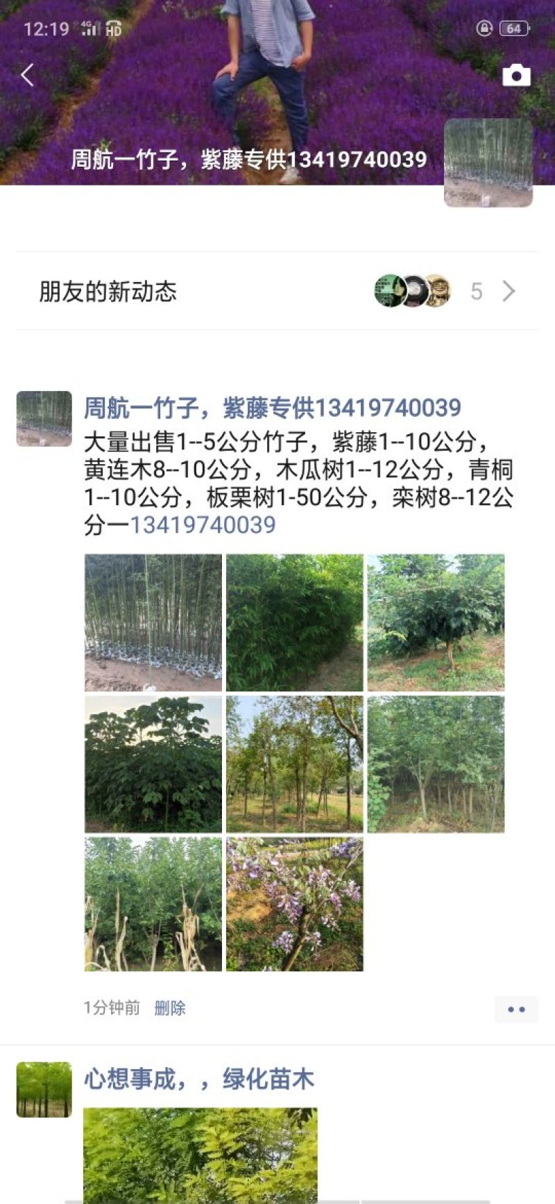 青桐
