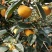 日本洋丰脆甜柿子，脆甜多汁，果面干净