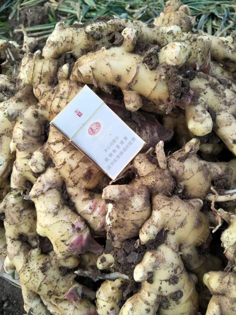 精品红牙鲜姜大量上市供应量大自有冻库品质保证