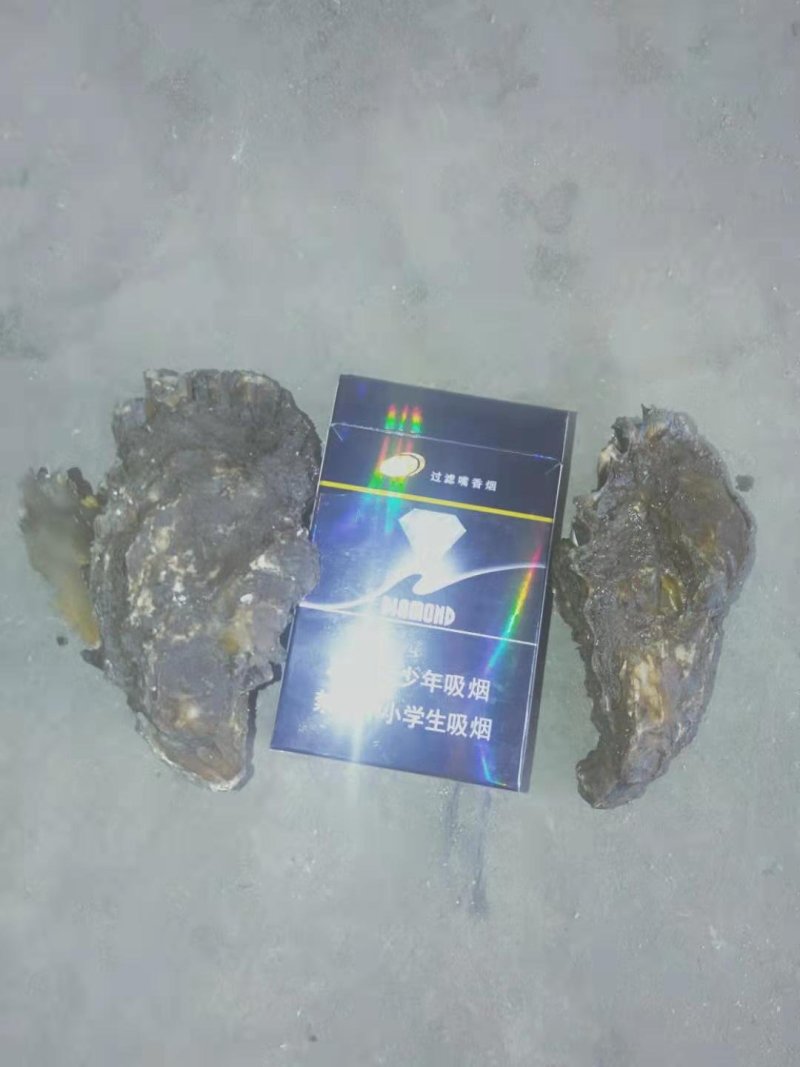 手扣精品牡蛎各种规格