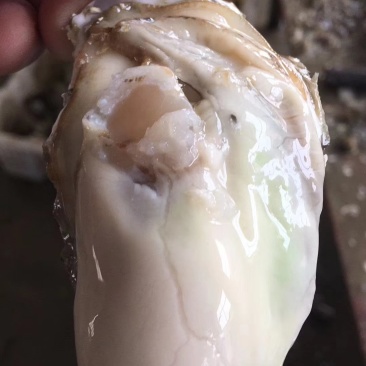 手扣精品牡蛎各种规格