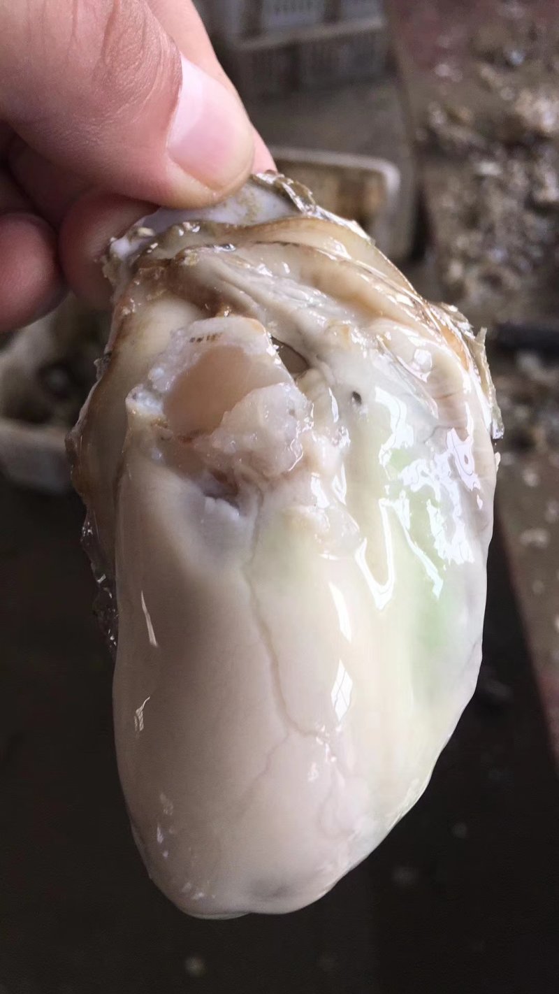 手扣精品牡蛎各种规格