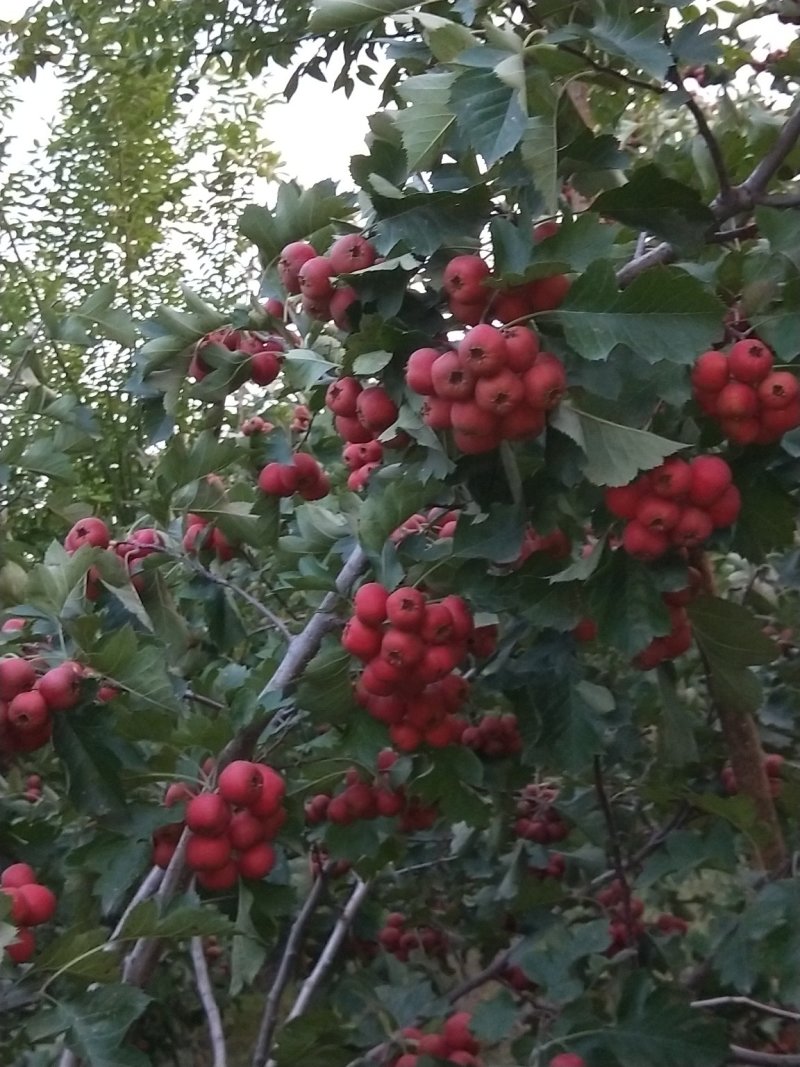 大量出售优质大金星山楂