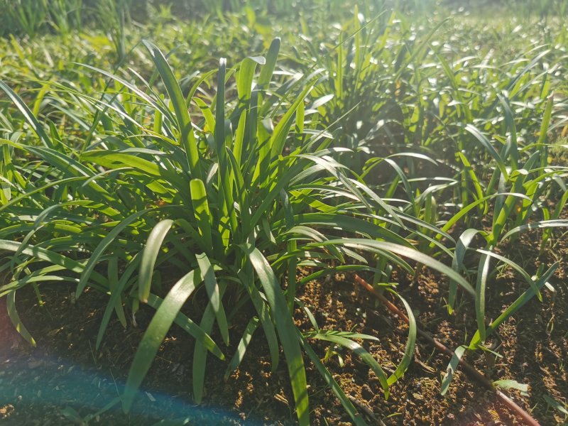 百子莲种苗林下花卉切花品种基地直发多年生林下花卉