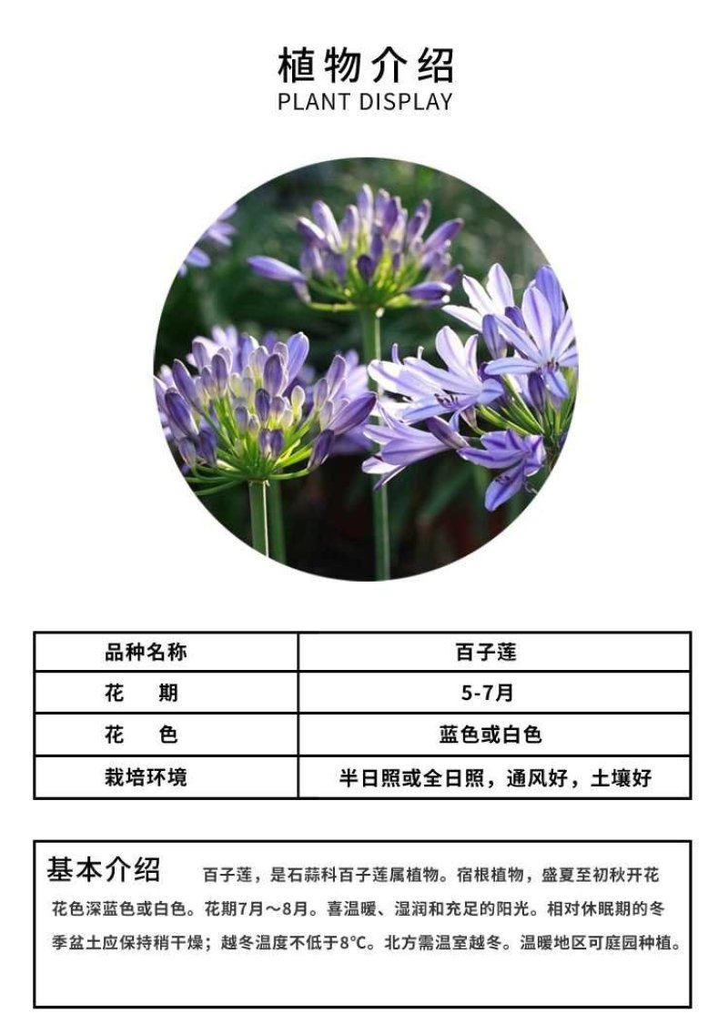 百子莲种苗林下花卉切花品种基地直发多年生林下花卉