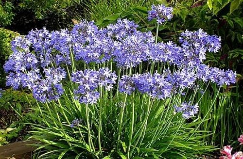 百子莲种苗林下花卉切花品种基地直发多年生林下花卉