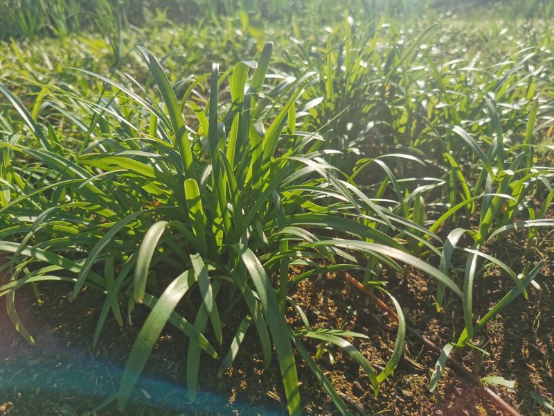 百子莲种苗林下花卉切花品种基地直发多年生林下花卉