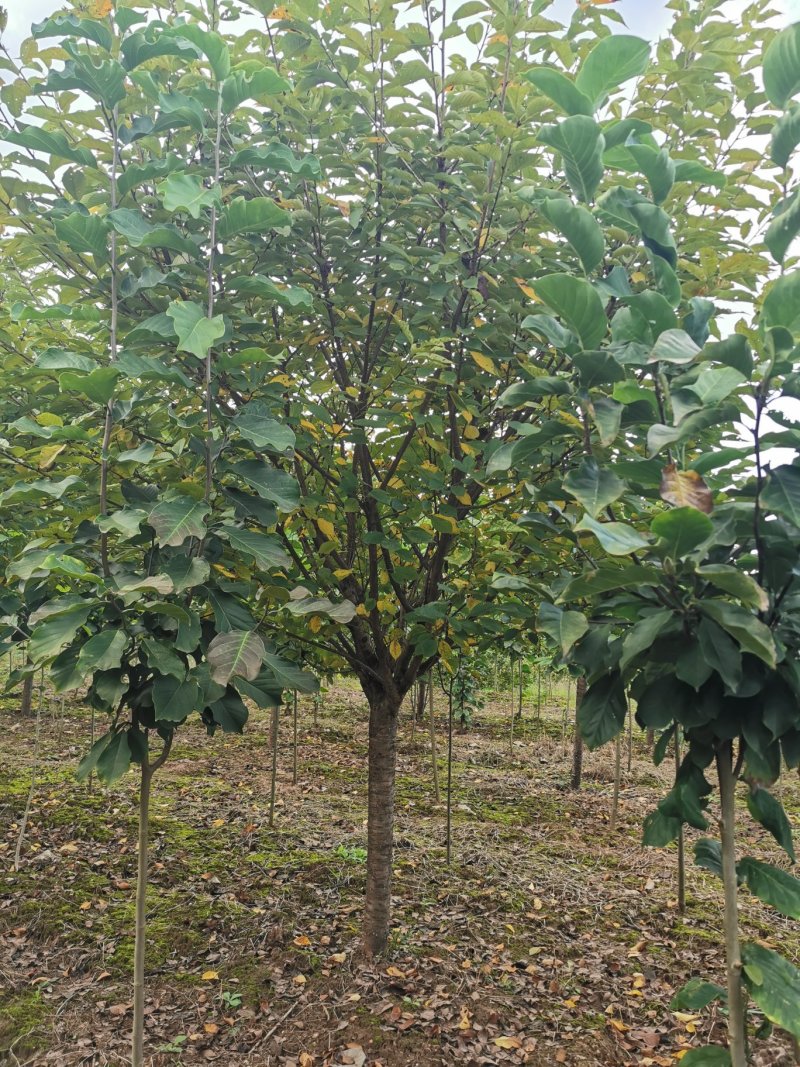10-18cm樱花日本晚樱花乔花海绿化行道树
