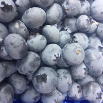 【蓝莓】新鲜珠宝蓝莓，口感好果粒大！基地直供量大从优