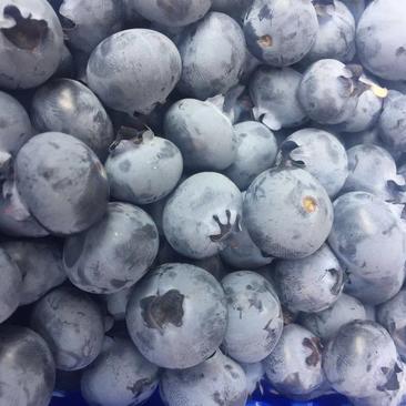 【蓝莓】新鲜珠宝蓝莓，口感好果粒大！基地直供量大从优