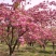 10-18cm樱花日本晚樱花乔花海绿化行道树