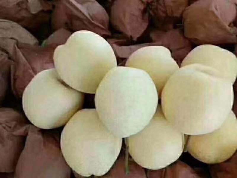陕西渭南大荔酥梨纸袋200~250g，大量现货供应