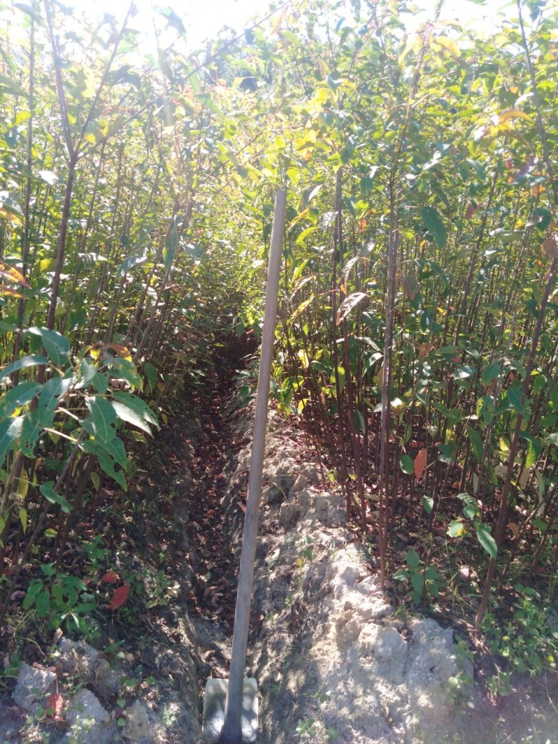 山乌桕苗！地苗，袋苗都有，质优价廉，诚信可靠！基地直供！