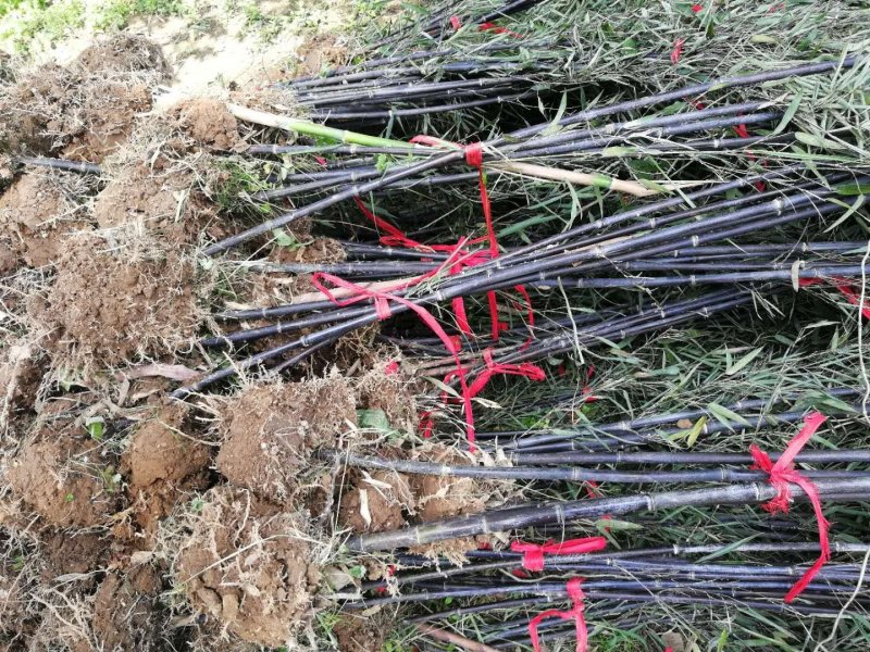 紫竹苗竹子竹苗绿化竹苗成活率高基地直发竹类植物