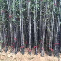 紫竹苗竹子竹苗绿化竹苗成活率高基地直发竹类植物