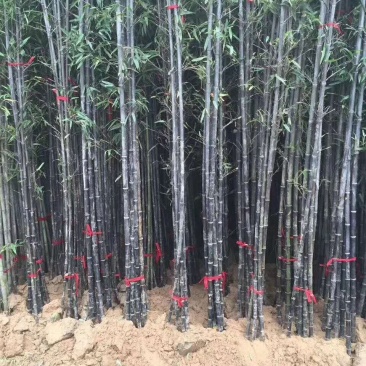 紫竹苗竹子竹苗绿化竹苗成活率高基地直发竹类植物