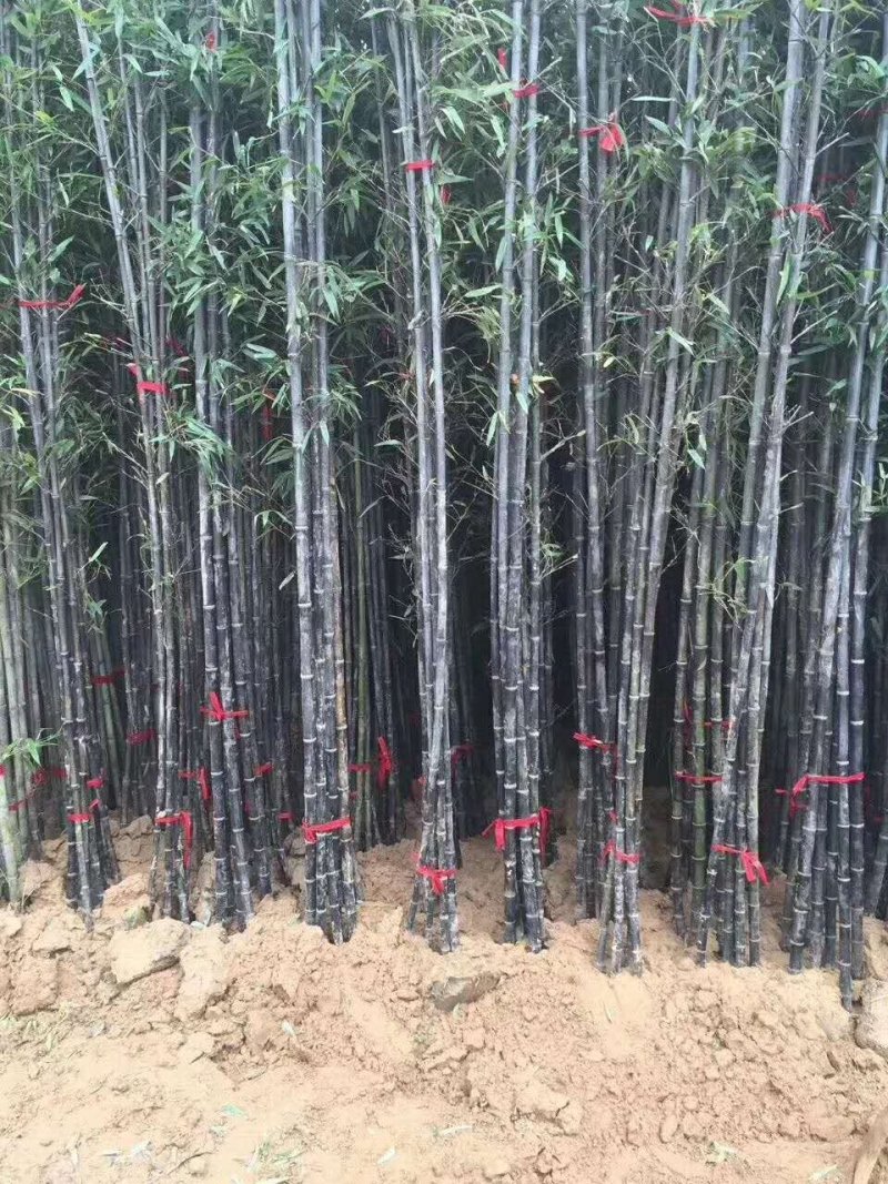 紫竹苗竹子竹苗绿化竹苗成活率高基地直发竹类植物