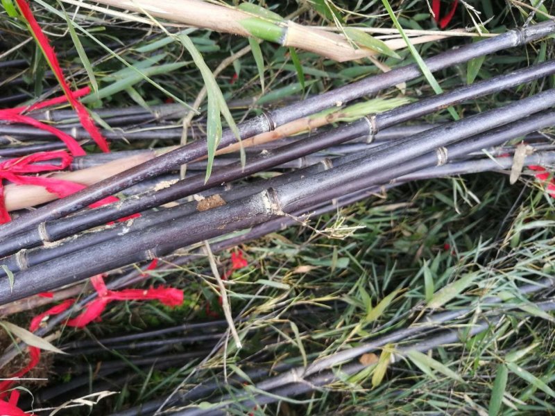 紫竹苗竹子竹苗绿化竹苗成活率高基地直发竹类植物