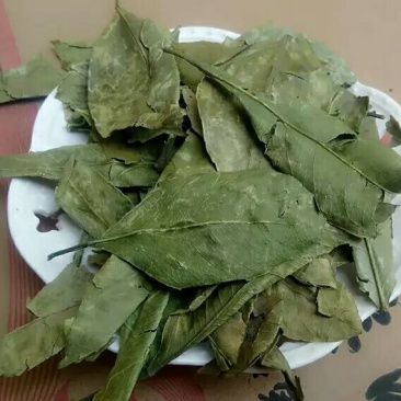 金橘叶产地直供支持线上交易可搭配多品种采购大货联系