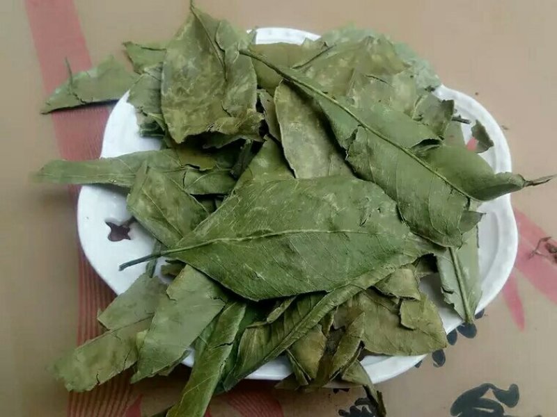 金橘叶产地直供支持线上交易可搭配多品种采购大货联系