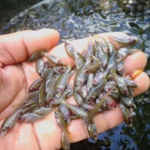 乌鲤鱼苗，禾花鱼苗，稻田禾花鱼苗，建鲤鱼苗，杂交鲤鱼苗