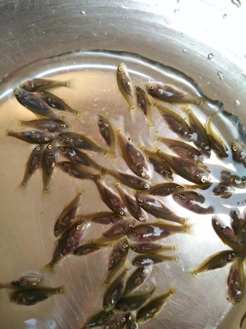 乌鲤鱼苗，禾花鱼苗，稻田禾花鱼苗，建鲤鱼苗，杂交鲤鱼苗
