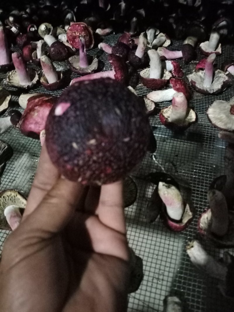 红菇（精选标菇）
