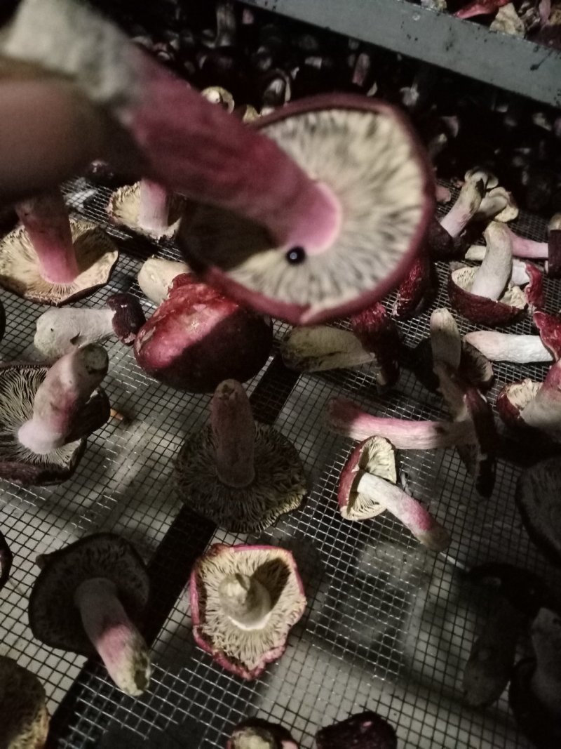 红菇（精选标菇）