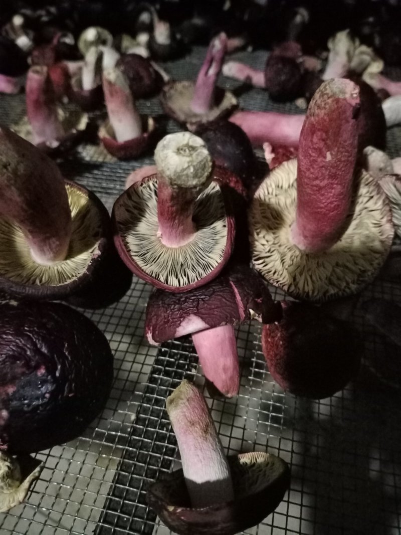 红菇（精选标菇）