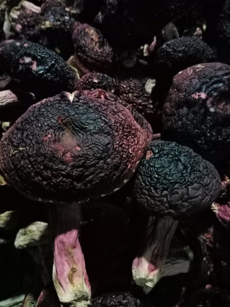 红菇（精选标菇）