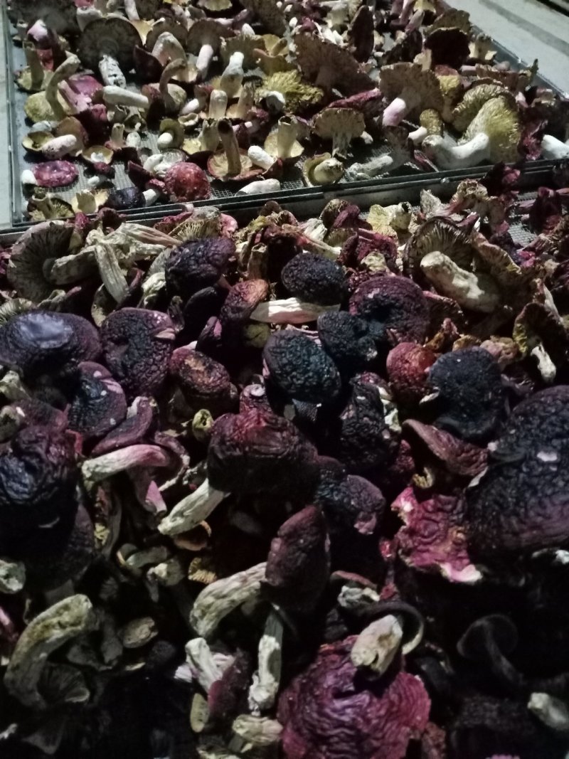 红菇（精选标菇）