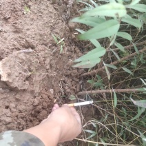 山西山桃苗各种规格的山桃苗1到10公分都有
