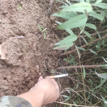 山西山桃苗各种规格的山桃苗1到10公分都有