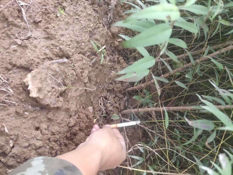 山西山桃苗各种规格的山桃苗1到10公分都有
