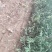 山西山桃苗各种规格的山桃苗1到10公分都有