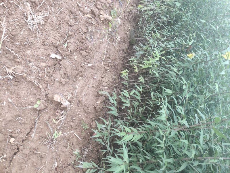 山西山桃苗各种规格的山桃苗1到10公分都有