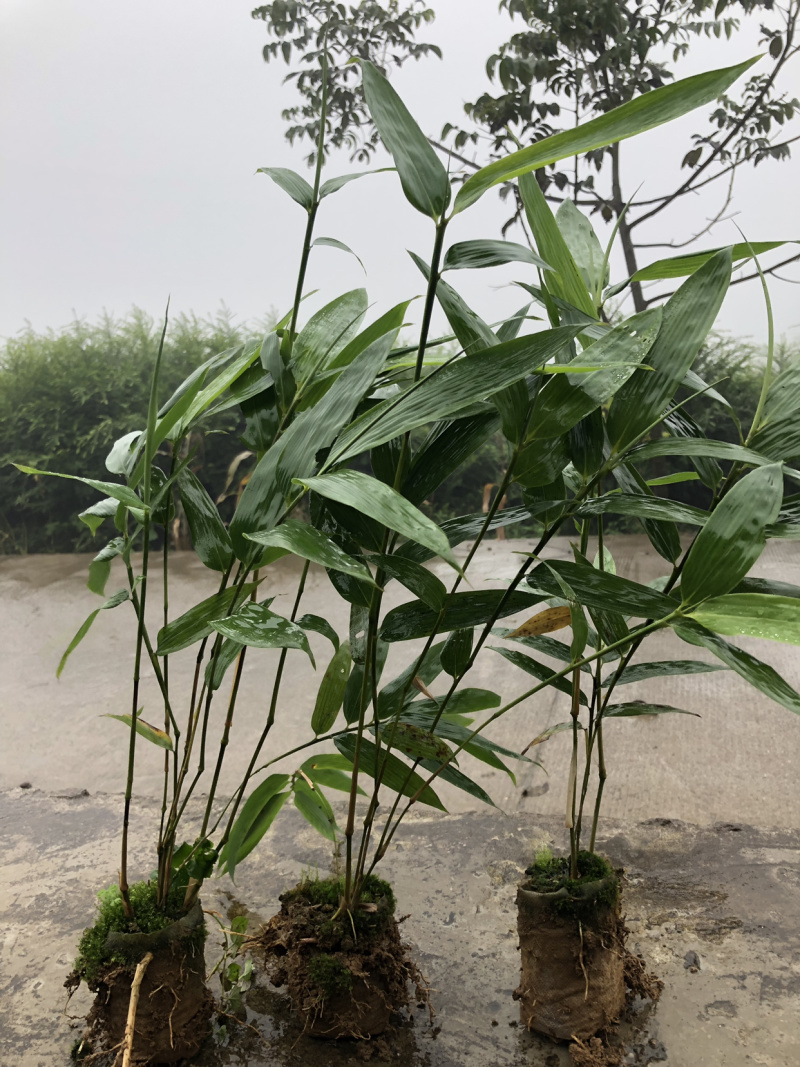四川优质竹苗/竹苗/筇竹/方竹/刺竹苗。