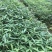 四川优质竹苗/竹苗/筇竹/方竹/刺竹苗。