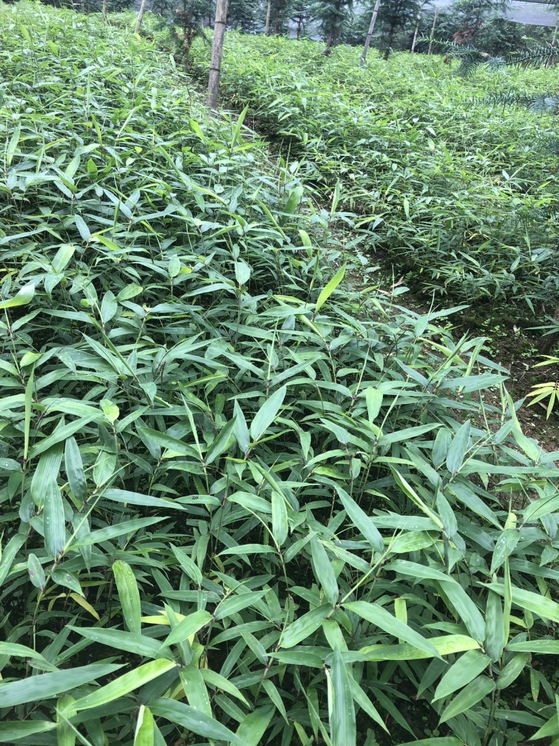 四川优质竹苗/竹苗/筇竹/方竹/刺竹苗。